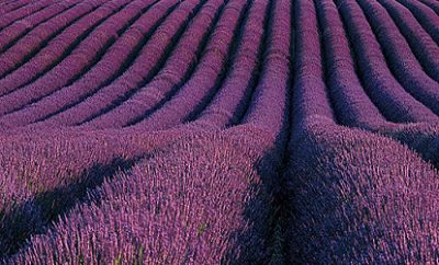 Provence, terre des arts