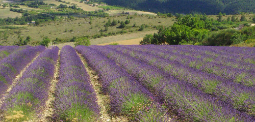 Français en Immersion en Provence, près du Mont Ventoux