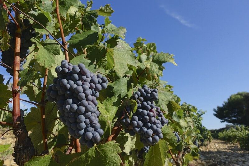 Vines and rolled pebbles, Château La Nerthe