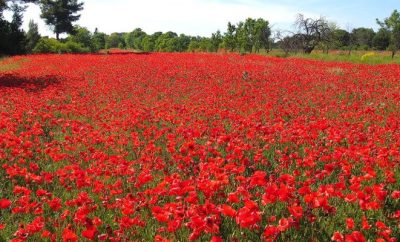 8 reasons to take a French immersion course in Provence during the Spring