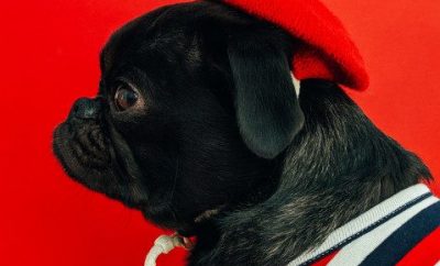 How to learn French on your own