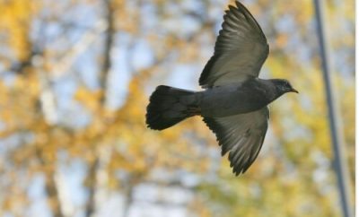 Les animaux sont partout