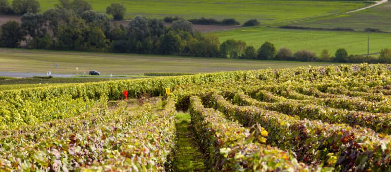 village viticole - Chiroubles