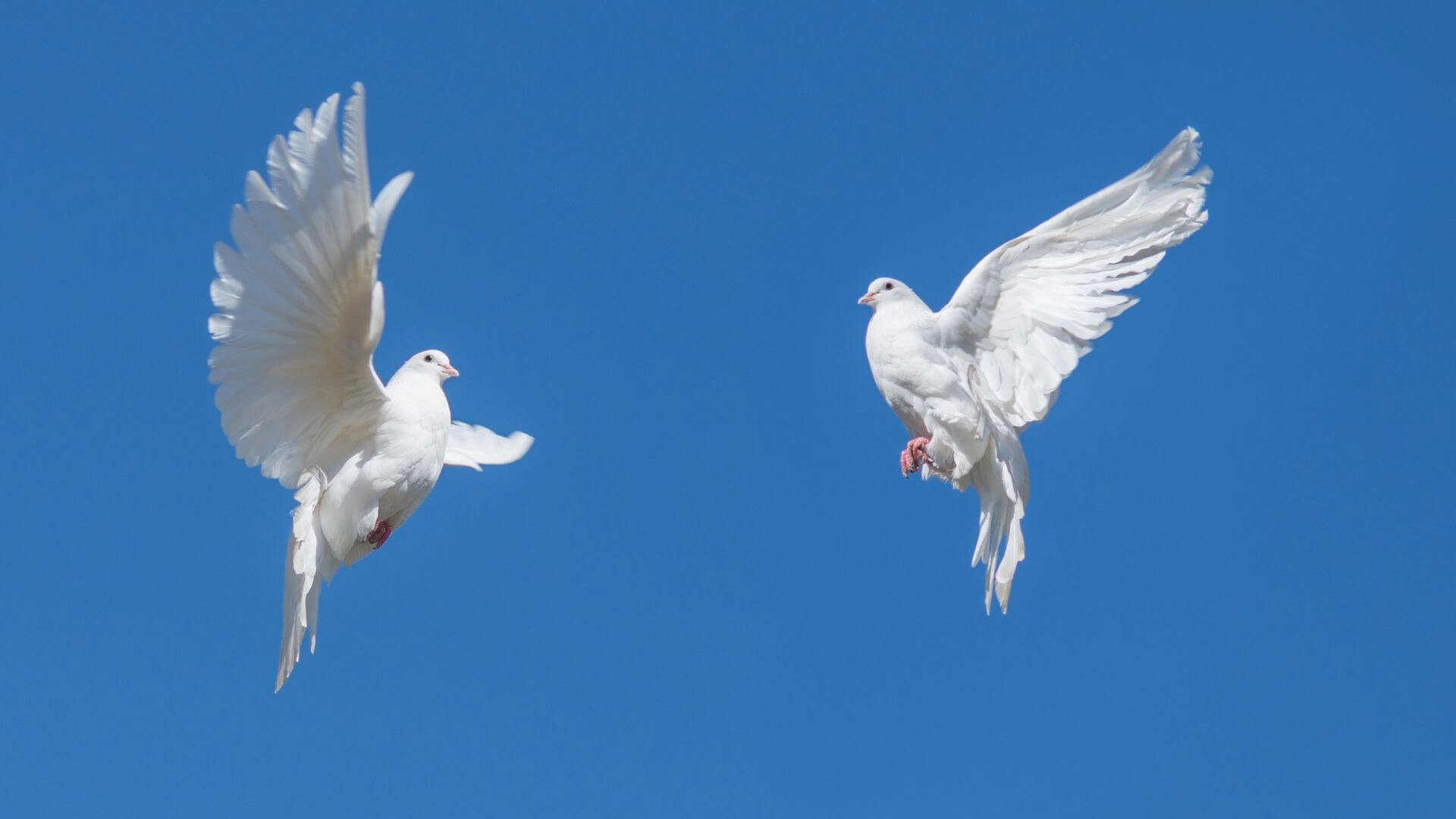 Lundi Pentecôte whit monday France