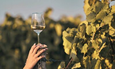 Les vins français : par où commencer ?