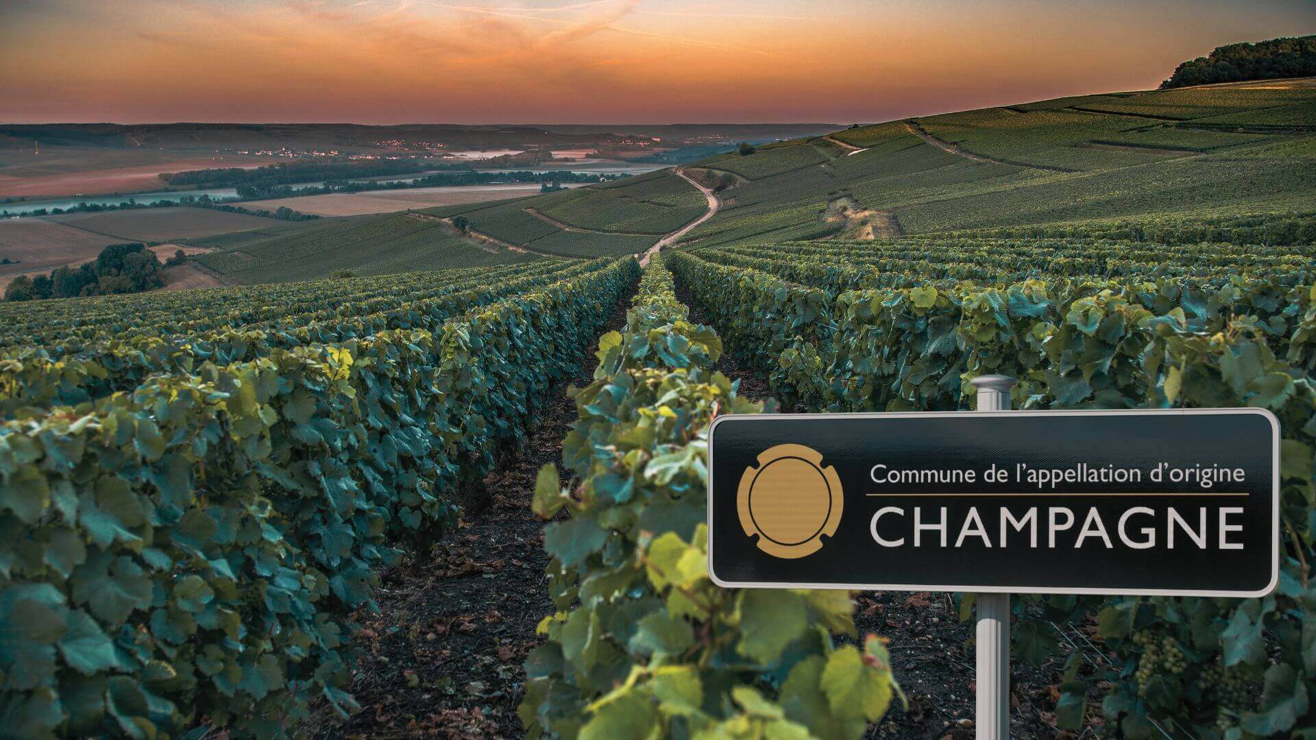 Les vins français : par où commencer ?