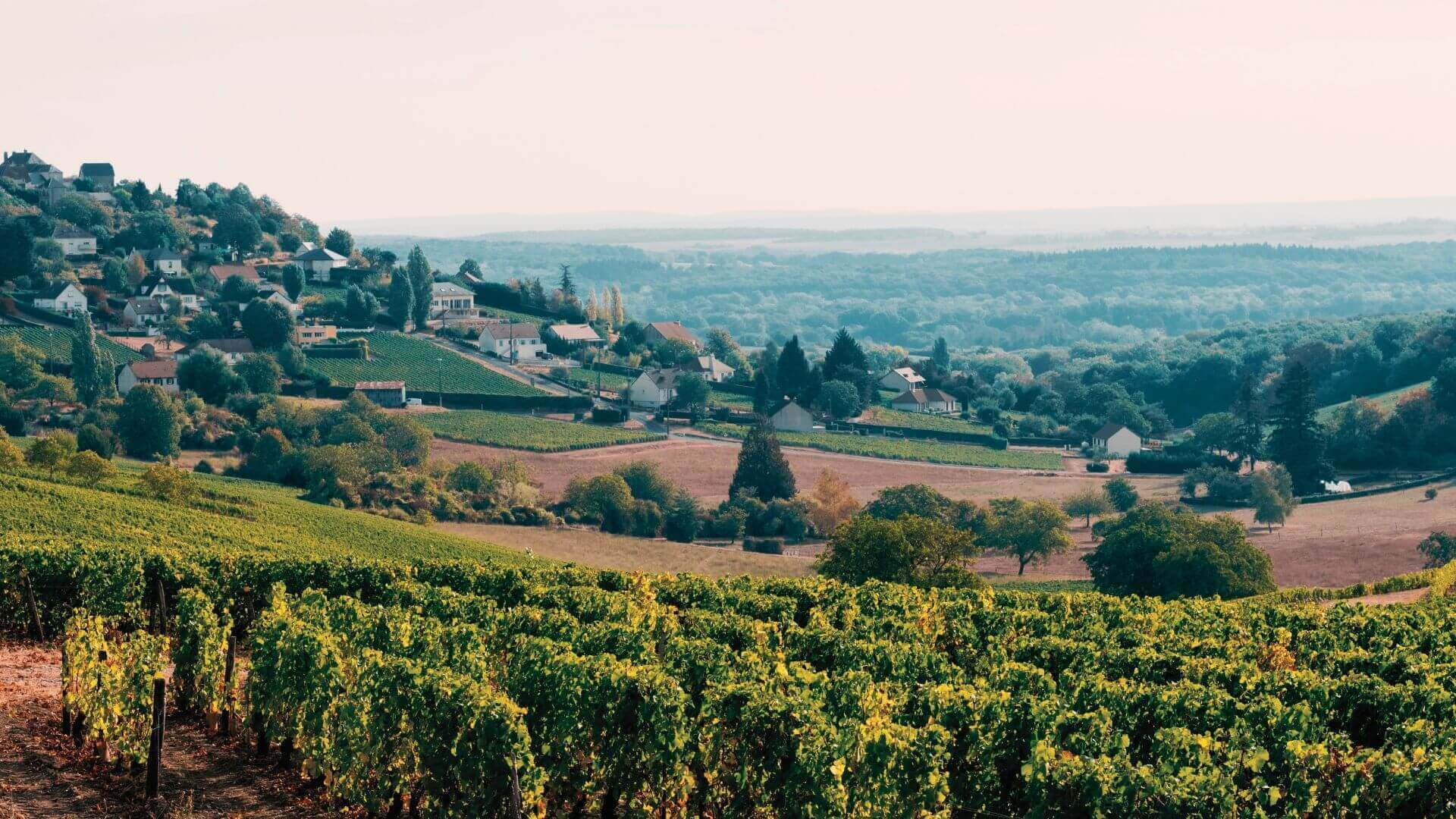 Les vins français : par où commencer ?