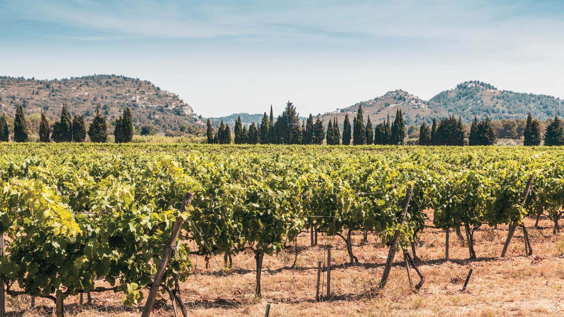 Les vins français : par où commencer ?